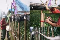 Người dân trồng hoa ly lắp điện, buộc rào canh “đạo chích” dịp Tết Nguyên đán 2020