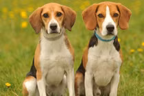 3 con giáp nam đáng để phụ nữ giao phó cả đời, thăng quan tiến chức