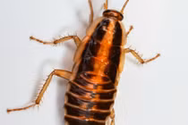 Làm nổ tung nhà vì tìm diệt một con... gián