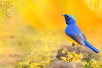 Trời càng nóng, cuộc sống của 4 con giáp càng sung túc, phất như diều 