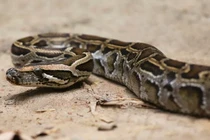 Trăn Miến Điện khổng lồ vỡ bụng chết vì nuốt chửng con bò 