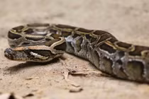 Trăn Miến Điện khổng lồ vỡ bụng chết vì nuốt chửng con bò 