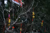 Mận trắng Tây Bắc “hét” giá gần chục triệu/gốc dịp Tết Nguyên đán ở Thủ đô 