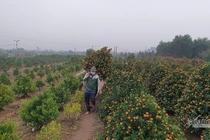 Cận Tết Nguyên đán, đào chúm chím nụ, khách chẳng tới coi