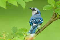 Từ Rằm tháng Giêng, những con giáp trúng số