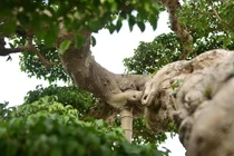 Cây cảnh “Độc Long Kim Cương” có giá 1 triệu USD gây choáng