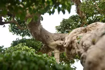 Cây cảnh “Độc Long Kim Cương” có giá 1 triệu USD gây choáng