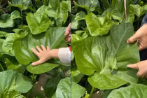 Lạ lẫm lá rau muống to bằng cái mâm, nhổ một cọng cả nhà ăn no