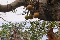 Chậu sung, khế, ổi cổ “xếp hàng” chờ đại gia “tậu” về chơi Tết