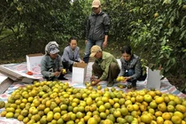 Kỷ lục livestream một buổi bán được 72 tấn cam bóc Phủ Quỳ