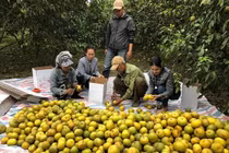 Kỷ lục livestream một buổi bán được 72 tấn cam bóc Phủ Quỳ