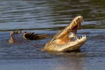 Cá sấu đớp mồi gây ấn tượng tại cuộc thi nhiếp ảnh thiên nhiên 