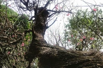 Đào khủng giá hàng trăm triệu hút dân chơi Tết Nguyên đán 2020