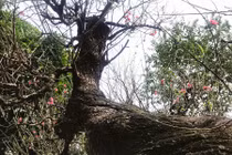 Đào khủng giá hàng trăm triệu hút dân chơi Tết Nguyên đán 2020