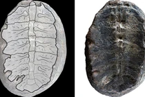 Lộ diện sinh vật quý báu hơn 100 triệu năm tuổi 