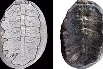 Lộ diện sinh vật quý báu hơn 100 triệu năm tuổi 