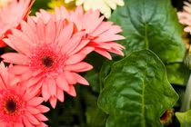 Ngay đầu thu, 3 con giáp gặp nhiều điều may, sự nghiệp thuận buồm xuôi gió