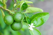 Vỏ chanh đắng nhưng có nhiều tác dụng với sức khỏe 