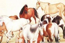 Người tuổi Ngọ sinh vào giờ này được chư Phật phù hộ