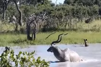 Chó hoang bị ‘dần tơi tả’ vì thủy chiến với linh dương 