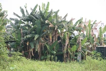 KĐT Tây Nam Linh Đàm TĐ Hưng Thịnh rao bán đặt cọc, chưa xong pháp lý: Khách mua cẩn trọng “hớ”