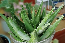 4 loại “cây lười” dễ trồng trong nhà, trồng thế nào cũng không tàn 