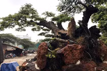 Cận cảnh cây me trăm tuổi thế “quái” được trả giá tiền tỷ