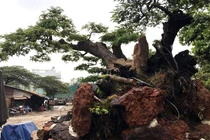 Cận cảnh cây me trăm tuổi thế “quái” được trả giá tiền tỷ