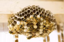 6 con vật là "đệ tử Thần Tài", thấy chúng vào nhà là cực kỳ may mắn