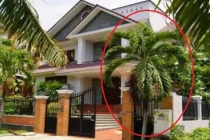 Trồng 6 loại cây phong thủy trước cửa nhà, gia chủ may mắn, phát tài cả năm