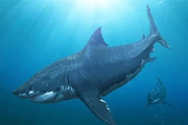 Sự thật về loài cá mập khổng lồ thống trị biển sâu hơn 20 triệu năm