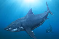 Sự thật về loài cá mập khổng lồ thống trị biển sâu hơn 20 triệu năm