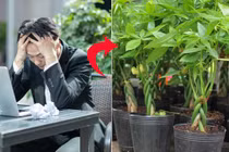 Gần Tết Nguyên đán mà thiếu tiền, bạn nên trồng gấp cây này trong nhà