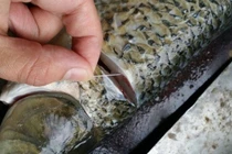 Khử mùi tanh của cá chỉ cần thêm 1 động tác này khi sơ chế