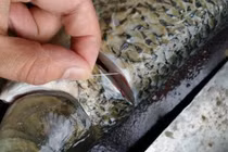 Khử mùi tanh của cá chỉ cần thêm 1 động tác này khi sơ chế