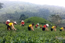 Kỳ tích trà Thái 5 triệu/kg, quà xách tay lãnh đạo 21 quốc gia 