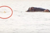 Video: Hà mã bực mình tấn công cá mập vì bị làm phiền