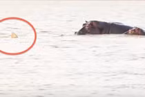 Video: Hà mã bực mình tấn công cá mập vì bị làm phiền