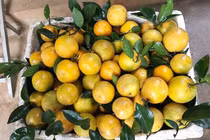 “Mẹo” phân biệt cam Cao Phong và cam Trung Quốc với những điểm này