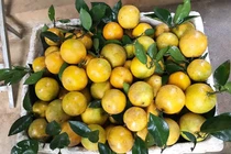 “Mẹo” phân biệt cam Cao Phong và cam Trung Quốc với những điểm này