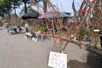  Hà Nội: Đào rừng ế ẩm, đại hạ giá chờ khách Thủ đô rinh về chơi Tết