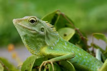 Ngạc nhiên trước khả năng tái sinh bộ phận cơ thể của các loài động vật 