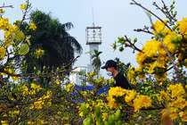 Mê mẩn mai vàng Bình Định khoe sắc rực rỡ ở chợ hoa Tết Hà Nội