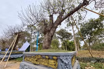 Đào khủng giá 100 triệu xuống phố Hà Nội chờ khách mua chơi Tết