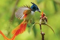 Sinh con năm Giáp Thìn 2024 vào tháng Âm lịch nào cuộc đời hạnh phúc