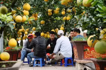 Bưởi cảnh đón Tết Canh Tý 50 triệu đồng/cây nhộn nhịp xuống phố HN