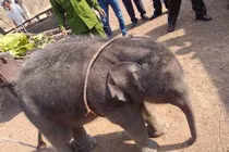 Giải cứu chú voi con rơi xuống giếng sâu 