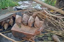 Loài ốc thảm họa được lùng mua giá đắt gấp đôi thịt bò 