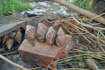 Loài ốc thảm họa được lùng mua giá đắt gấp đôi thịt bò 