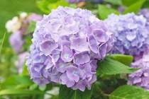 3 con giáp nữ chịu thương chịu khó, sau này có con ngoan